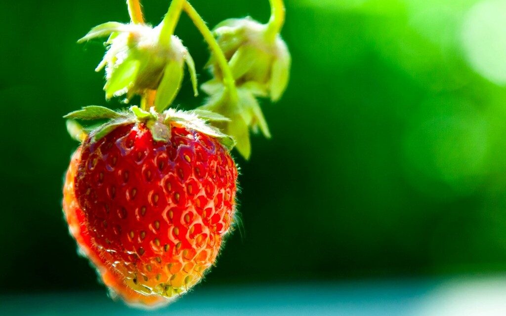 Fraise plante fruit rouge du mini potager pour enfant