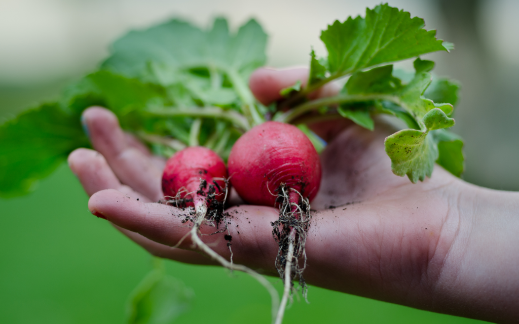 Main d'enfant tenant radis jardin légume mini potager pour enfant