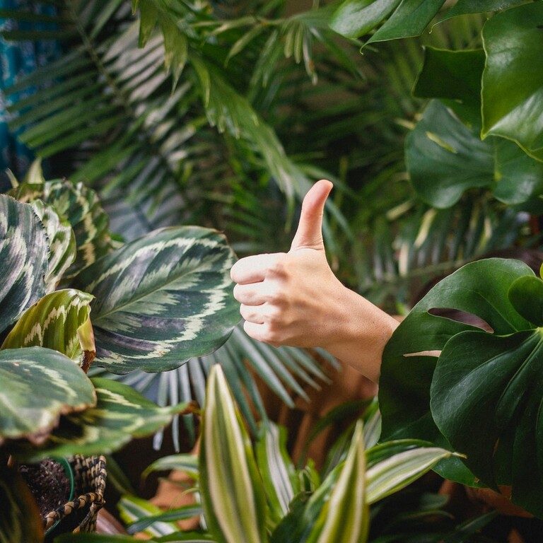 Main pouce enfant plantes vertes